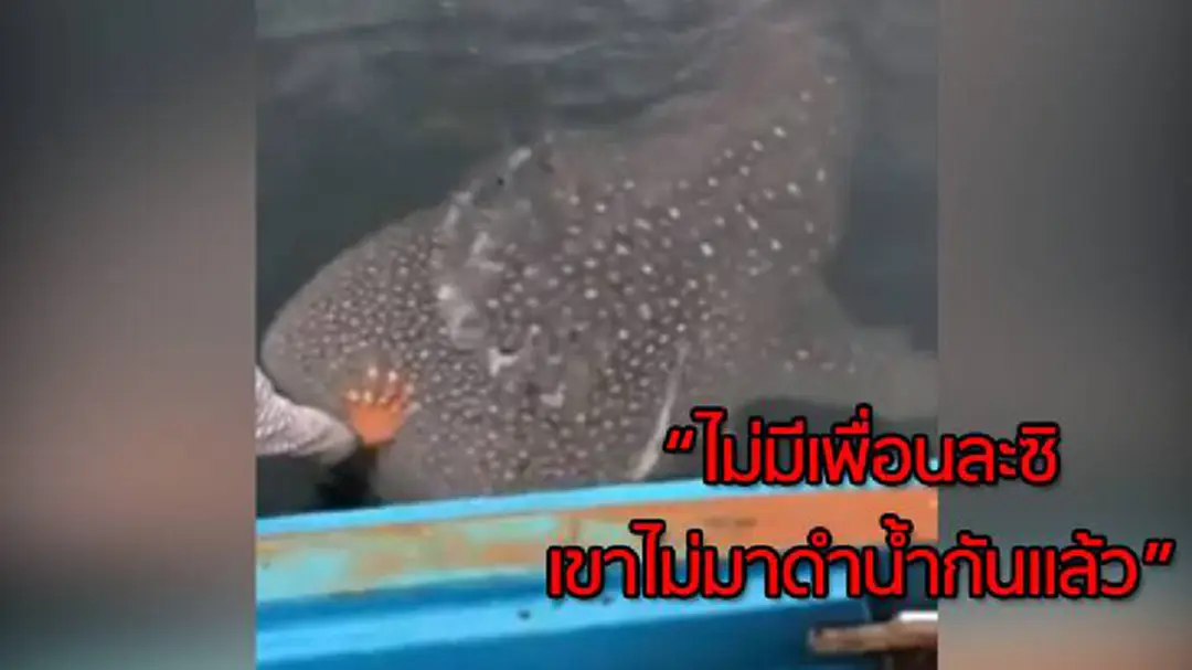 ฮือฮา! นักตกปลาใช้มือกวักเรียก “ฉลามวาฬ” เข้ามาลูบหัวอย่างคุ้นเคย (มีคลิป) ฮือฮา! นักตกปลาใช้มือกวักเรียก “ฉลามวาฬ” เข้ามาลูบหัวอย่างคุ้นเคย (มีคลิป)