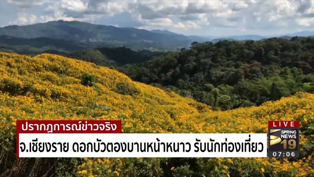 จ.เชียงราย ดอกบัวตองบานหน้าหนาว รับนักท่องเที่ยว จ.เชียงราย ดอกบัวตองบานหน้าหนาว รับนักท่องเที่ยว