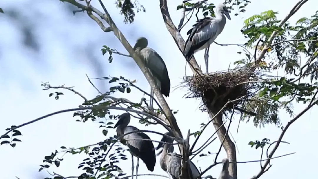 นครสวรรค์ ชาวบ้านกังวลไข้หวัดนก H5N1 นครสวรรค์ ชาวบ้านกังวลไข้หวัดนก H5N1