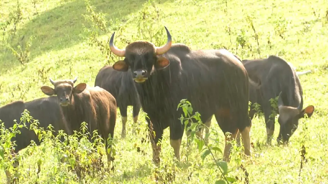 พฤติกรรม "กระทิง" ปัญหาถูกฆ่า พฤติกรรม "กระทิง" ปัญหาถูกฆ่า