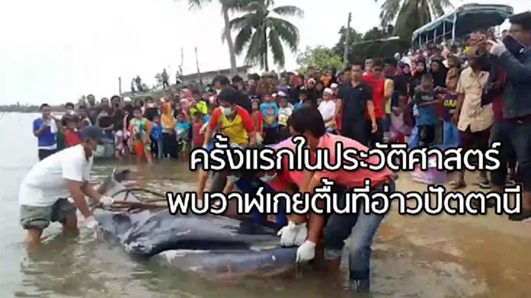 รู้แล้ว!ปลายักษ์เกยตื้น คือ วาฬอูโมระ นักวิชาการชี้เป็นครั้งแรกในประวัติศาสตร์ที่พบในอ่าวปัตตานี (มีคลิป)