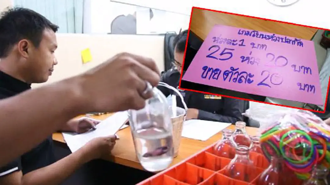รวบพนันหัวใส! ของรางวัลเป็นปลากัดกลางตลาดงานวัด
