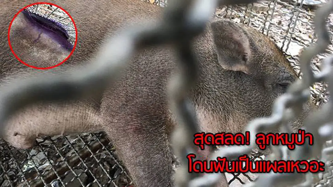ปศุสัตว์ปากเกร็ดตรวจสอบลูกหมูป่าถูกฟัน-เจ้าของจ่อแจ้งข้อหาทารุณกรรมสัตว์ ปศุสัตว์ปากเกร็ดตรวจสอบลูกหมูป่าถูกฟัน-เจ้าของจ่อแจ้งข้อหาทารุณกรรมสัตว์