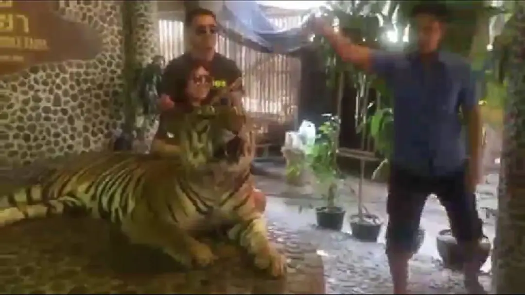 อุทยานหินล้านปีแจงไม้ทิ่มเสือกระฉ่อนไม่มีนโยบายทารุณสัตว์ อุทยานหินล้านปีแจงไม้ทิ่มเสือกระฉ่อนไม่มีนโยบายทารุณสัตว์