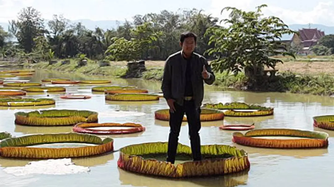 มหัศจรรย์! "บัวยักษ์" รับน้ำหนักได้เกือบ 100 กก. มหัศจรรย์! "บัวยักษ์" รับน้ำหนักได้เกือบ 100 กก.