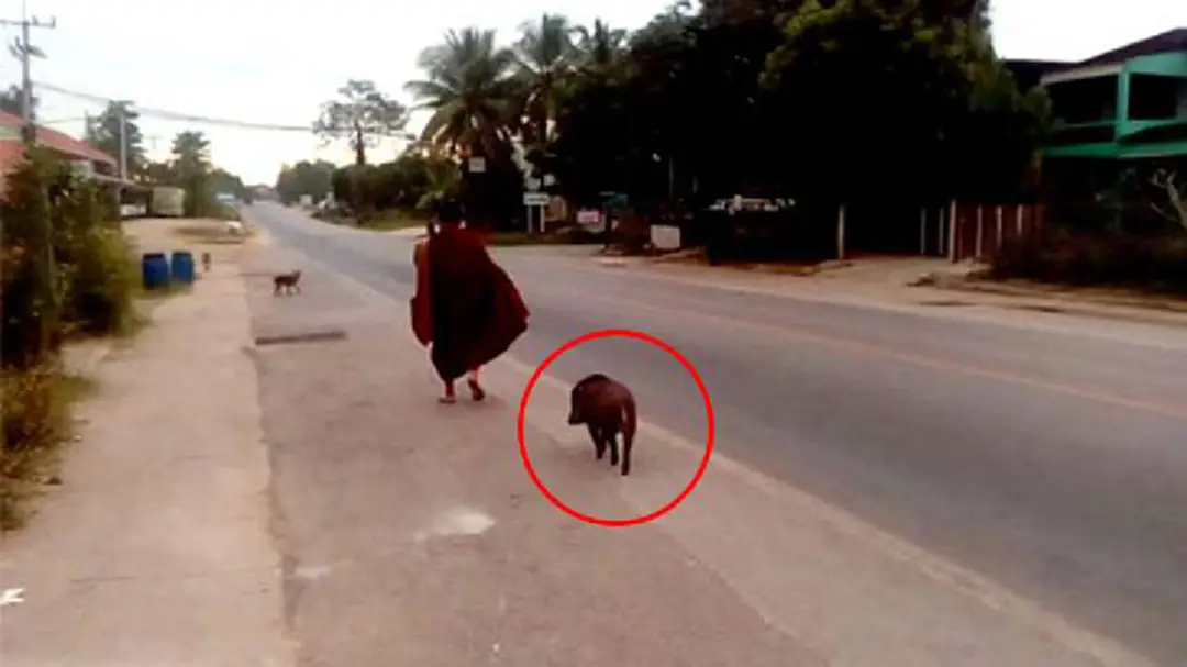 "หมูป่า" แสนรู้! หนีการถูกเชือดมาเดินตามพระ "หมูป่า" แสนรู้! หนีการถูกเชือดมาเดินตามพระ