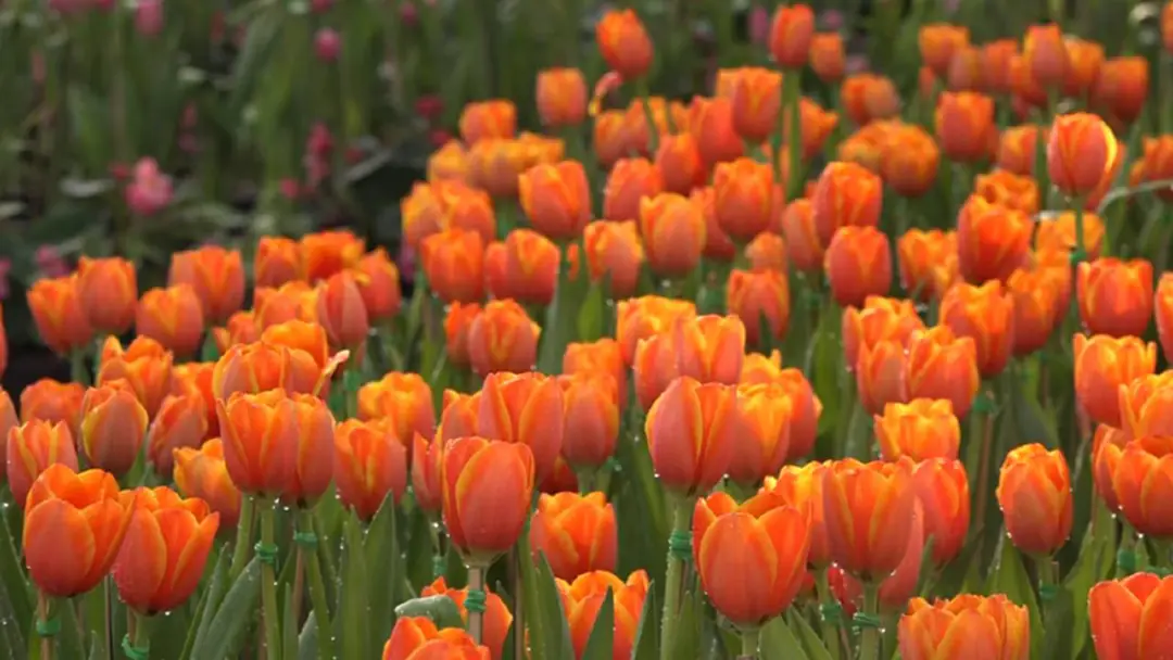 ดอกทิวลิปหลายพันต้นสะพรั่งอวดสีสัน รับนทท.เยือนเชียงใหม่