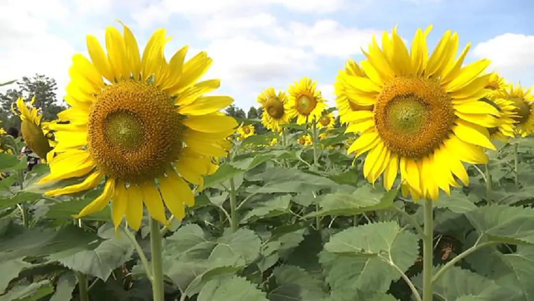 ทุ่งดอกทานตะวันยักษ์บานสะพรั่ง รับลมหนาวกลางเมืองโคราช