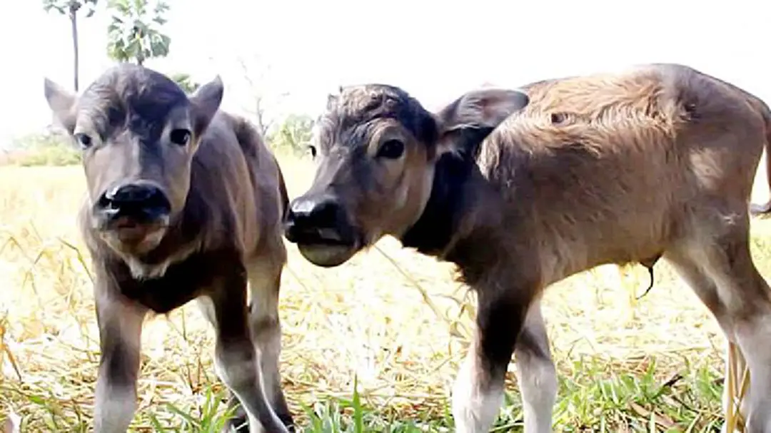 ฮือฮา! แม่ควายปานจิต ออกลูกแฝดคนแห่ขอซื้อแต่ไม่ขาย ฮือฮา! แม่ควายปานจิต ออกลูกแฝดคนแห่ขอซื้อแต่ไม่ขาย