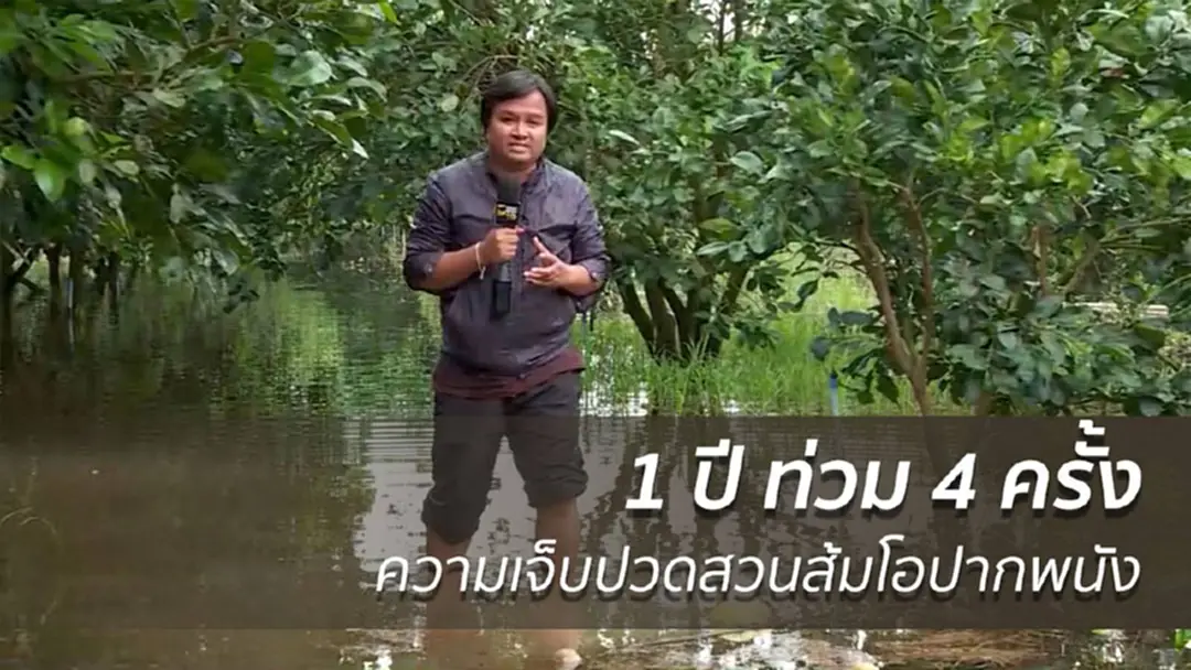 1 ปีท่วม 4 ครั้ง ความเจ็บปวดสวนส้มโอปากพนัง 1 ปีท่วม 4 ครั้ง ความเจ็บปวดสวนส้มโอปากพนัง