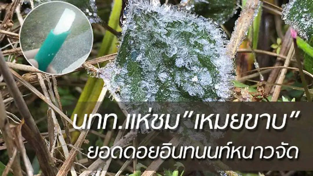 หนาวจัด!! นทท.แห่ชม"เหมยขาบ"ริมถนนทางขึ้นดอยอินทนนท์