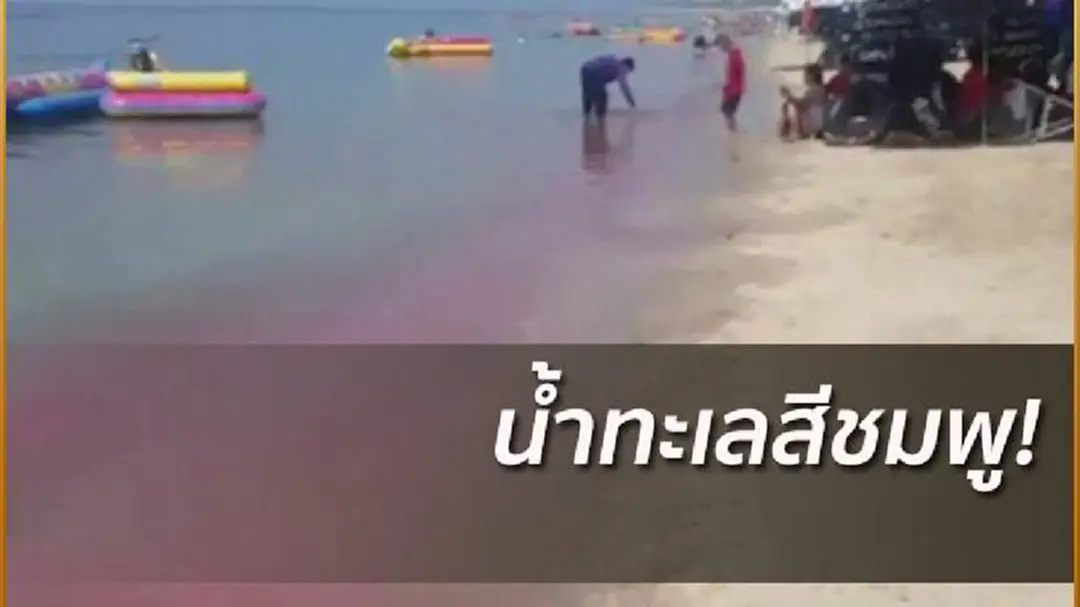 นทท.ตะลึง!น้ำทะเลบางแสนเป็นสีชมพู นทท.ตะลึง!น้ำทะเลบางแสนเป็นสีชมพู