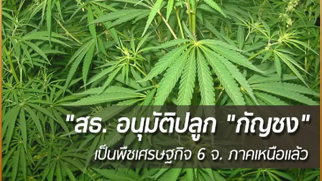 สธ. อนุมัติปลูก "กัญชง" เป็นพืชเศรษฐกิจ 6 จ. ภาคเหนือแล้ว - ป.ป.ส.ชี้!ต้องคุม เหตุเป็นยาเสพติดประเภท5.