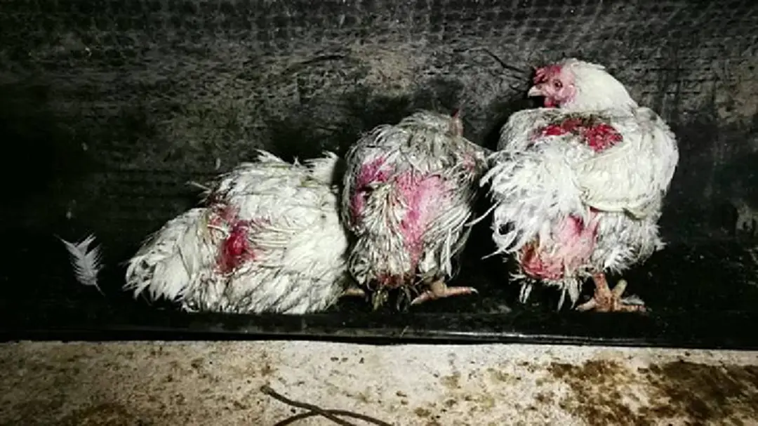 วอดทั้งเล้า! เผาไก่ทั้งเป็นตายกว่า 5 พันตัว วอดทั้งเล้า! เผาไก่ทั้งเป็นตายกว่า 5 พันตัว