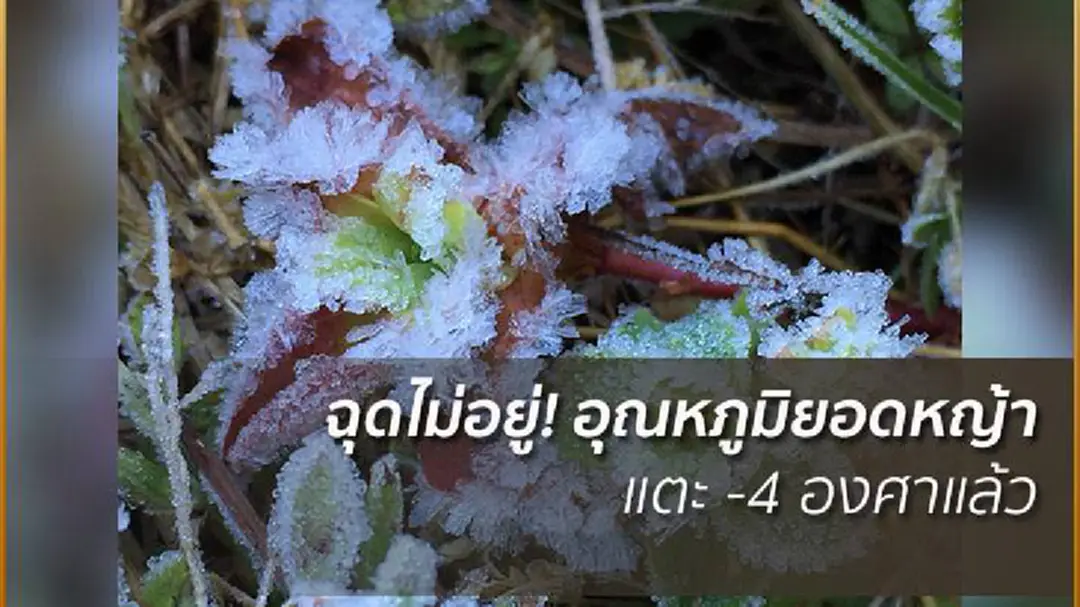 หนาวสุดๆ! อุณหภูมิยอดหญ้า ณ ดอยอินทนนท์ลดฮวบ -4 องศา หนาวสุดๆ! อุณหภูมิยอดหญ้า ณ ดอยอินทนนท์ลดฮวบ -4 องศา