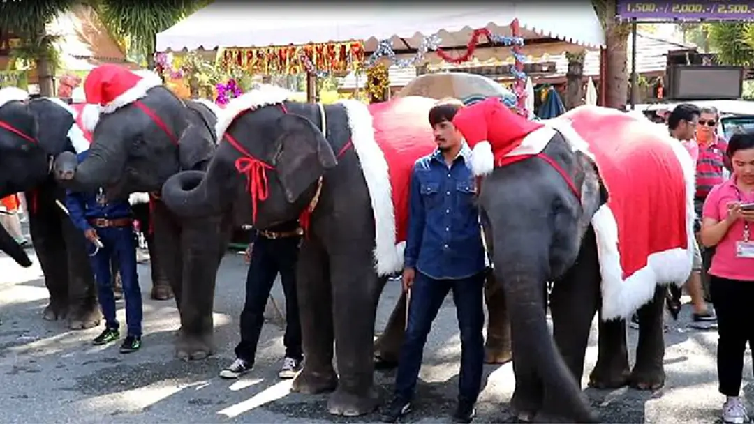 น่ารัก ! ช้างแสนรู้ในชุดซานตาคลอส มอบความสุขให้นทท. น่ารัก ! ช้างแสนรู้ในชุดซานตาคลอส มอบความสุขให้นทท.