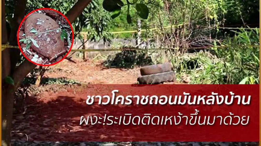 ชาวไร่โคราชผงะขุดหัวมันสำปะหลังได้ระเบิดแถม ชาวไร่โคราชผงะขุดหัวมันสำปะหลังได้ระเบิดแถม
