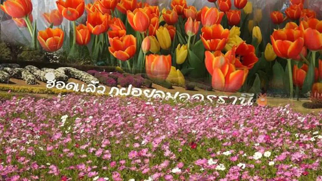หนาวนี้ที่"ภูฝอยลม"ชมทิวลิป-ดวงอาทิตย์ขึ้น หนาวนี้ที่"ภูฝอยลม"ชมทิวลิป-ดวงอาทิตย์ขึ้น