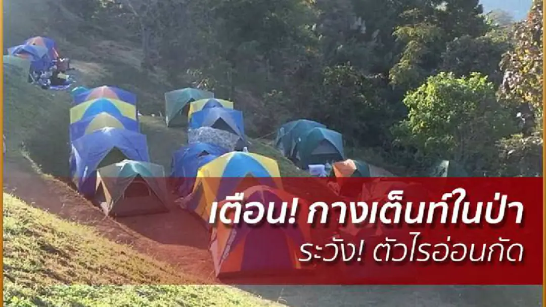 เตือน! กางเต็นท์กลางป่า ระวัง! ตัวไรอ่อนกัด เสี่ยงป่วย "โรคไข้รากสาดใหญ่" เตือน! กางเต็นท์กลางป่า ระวัง! ตัวไรอ่อนกัด เสี่ยงป่วย "โรคไข้รากสาดใหญ่"