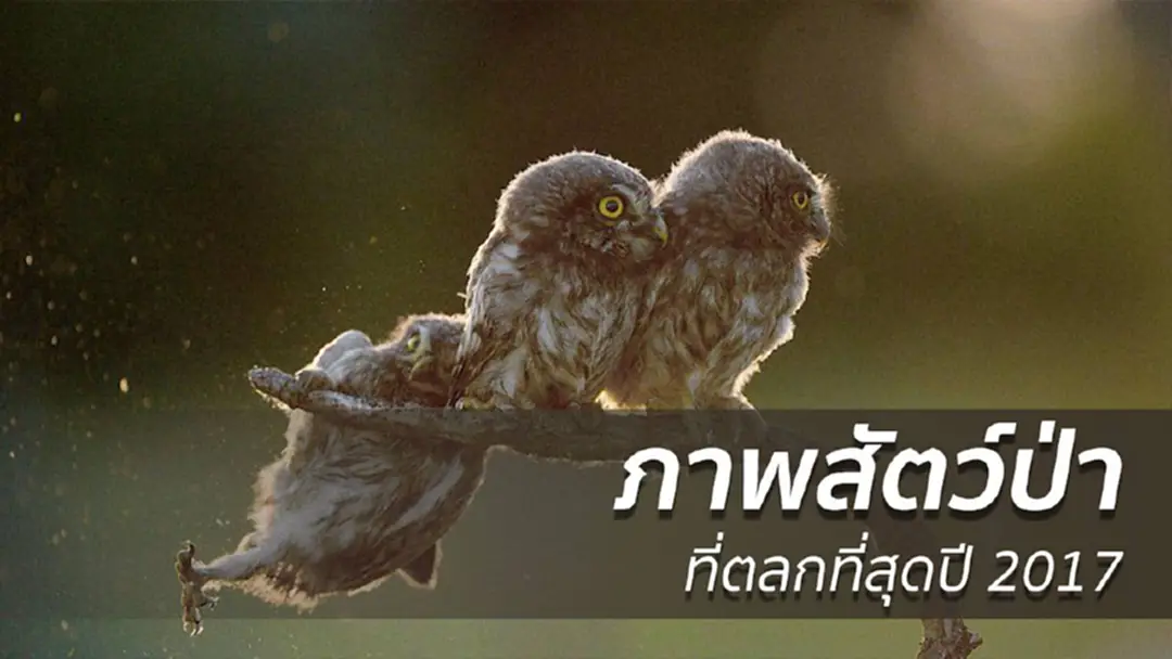 ประกวดภาพสัตว์ป่าตลกที่สุด 2017 ประกวดภาพสัตว์ป่าตลกที่สุด 2017