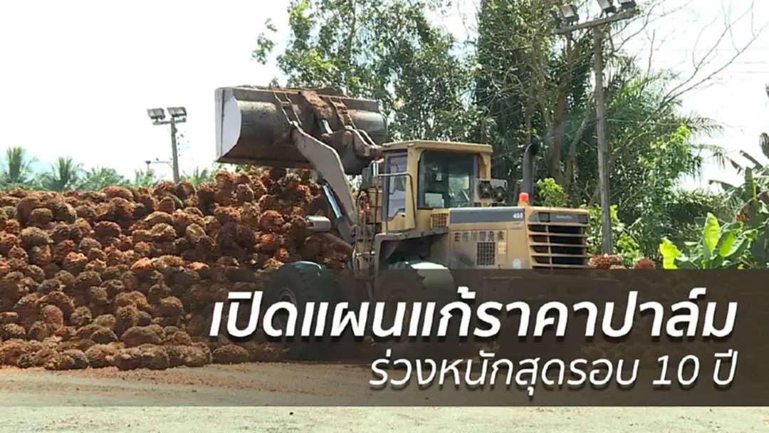 เปิดแผนแก้ราคาปาล์มร่วงหนักสุดรอบ 10 ปี