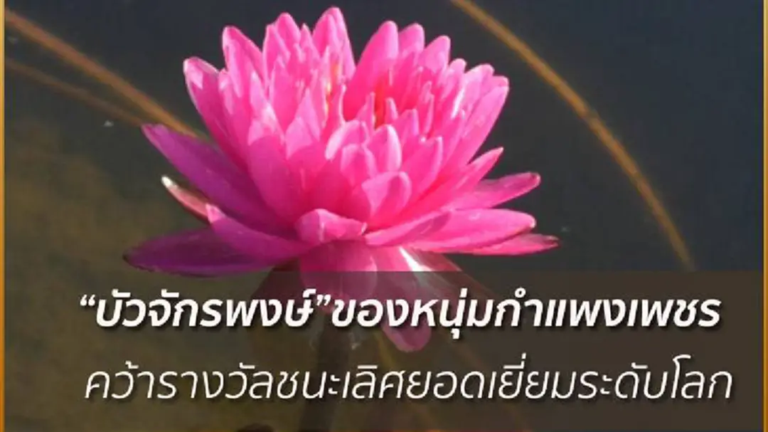 หนุ่มกำแพงเพชรผสมสายพันธุ์บัวข้ามสกุลคว้ารางวัลระดับโลก หนุ่มกำแพงเพชรผสมสายพันธุ์บัวข้ามสกุลคว้ารางวัลระดับโลก