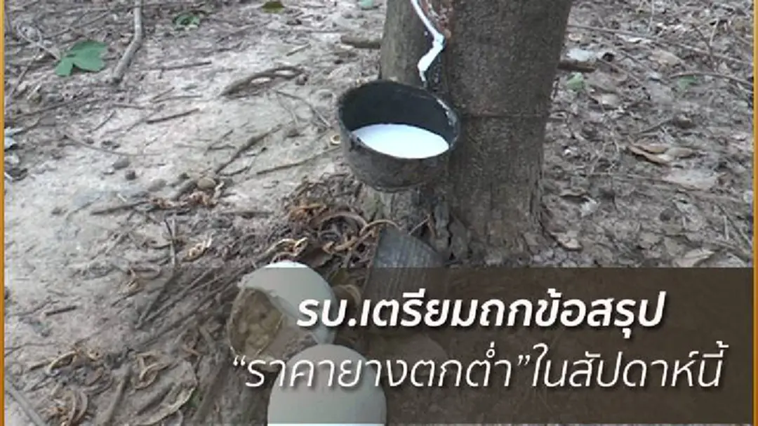 รัฐบาลเร่งแก้ราคายางตกต่ำ เตรียมหาข้อสรุปเบื้องต้นในสัปดาห์นี้ รัฐบาลเร่งแก้ราคายางตกต่ำ เตรียมหาข้อสรุปเบื้องต้นในสัปดาห์นี้