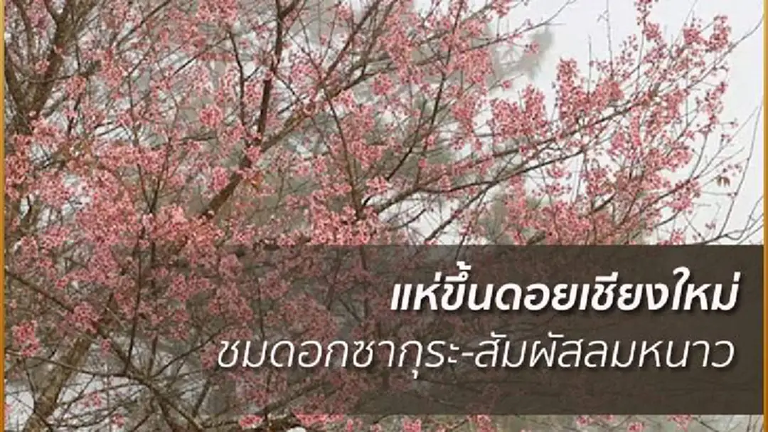 นทท.แห่ชมซากุระเมืองไทยที่อช.ห้วยน้ำดัง นทท.แห่ชมซากุระเมืองไทยที่อช.ห้วยน้ำดัง