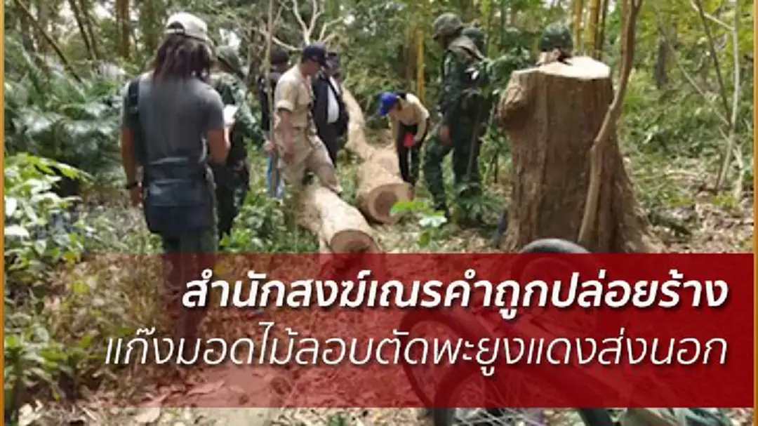 ลอบตัดไม้พะยูงแดงสำนักสงฆ์เณรคำ ค่ากว่า 3 ล้านบาท จ.ศรีสะเกษ ลอบตัดไม้พะยูงแดงสำนักสงฆ์เณรคำ ค่ากว่า 3 ล้านบาท จ.ศรีสะเกษ