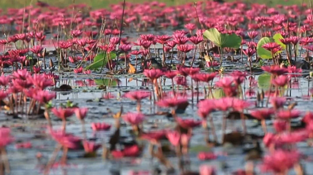ห้ามพลาด! สุดยอด 5 ทุ่งบัวแดงบานสะพรั่งท้าลมหนาว