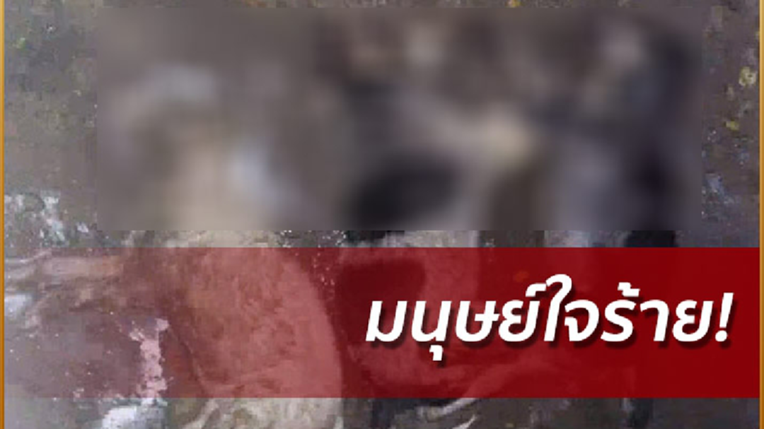 สลดมนุษย์ใจร้าย! วางยาเบื่อสุนัข 5 ตัว รอด 1