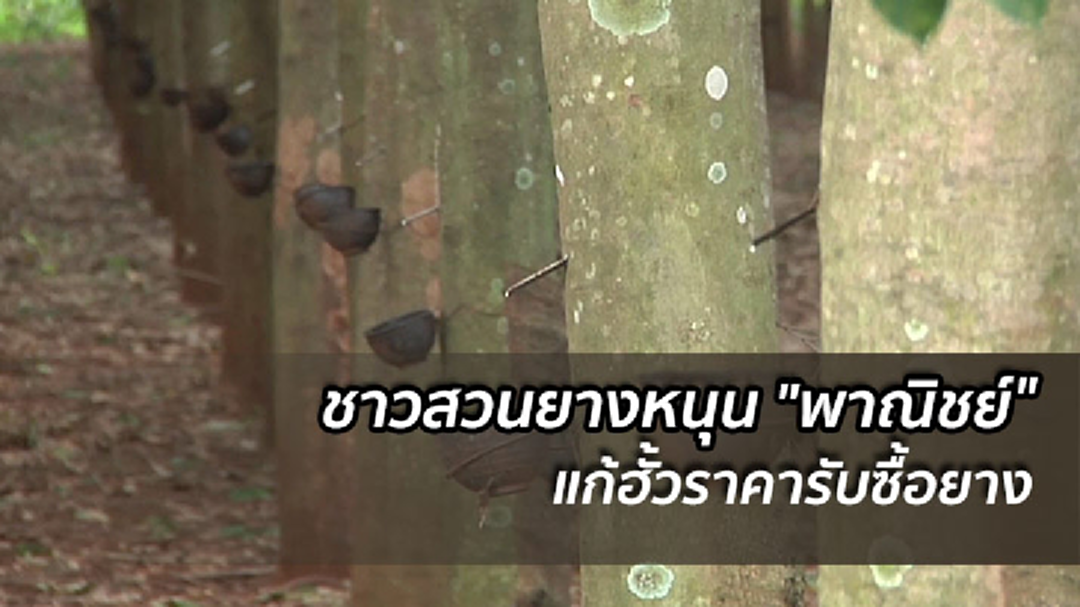 ชาวสวนยางหวัง ก.พาณิชย์ เข้าควบคุมราคายางพารา