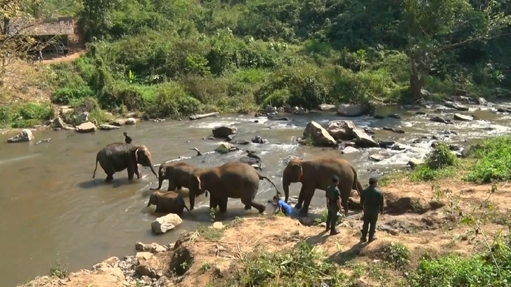 บุกปางช้างดังเชียงใหม่ ตรวจสอบบุกรุกป่าต้นน้ำทำโฮมสเตย์