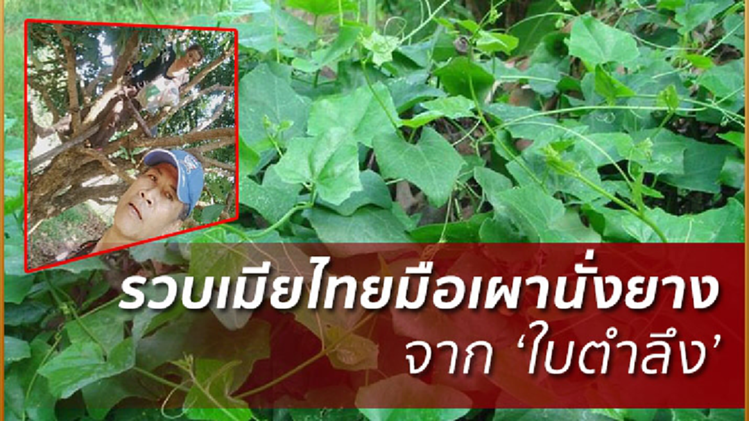 สุดทึ่ง! แกะรอยจากใบตำลึงเบิกทาง ตร.รวบ “เมียไทยมือเผานั่งยาง”
