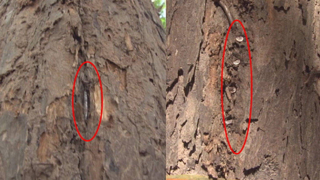 ไอเดียเจ๋ง! ตอกตะปูใส่ต้นพะยูง กันมอดไม้