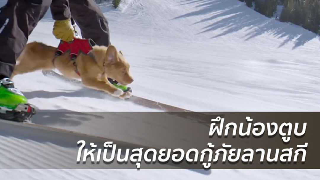 เปิดตำราฝึกน้องตูบ เป็นสุนัขกู้ภัยลานสกีชั้นยอด