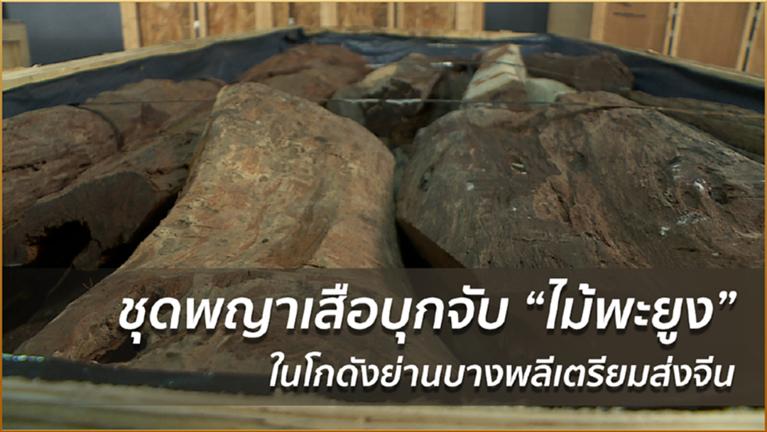 ชุดพญาเสือบุกจับ “ไม้พะยูง” ในโกดังย่านบางพลีเตรียมส่งจีน