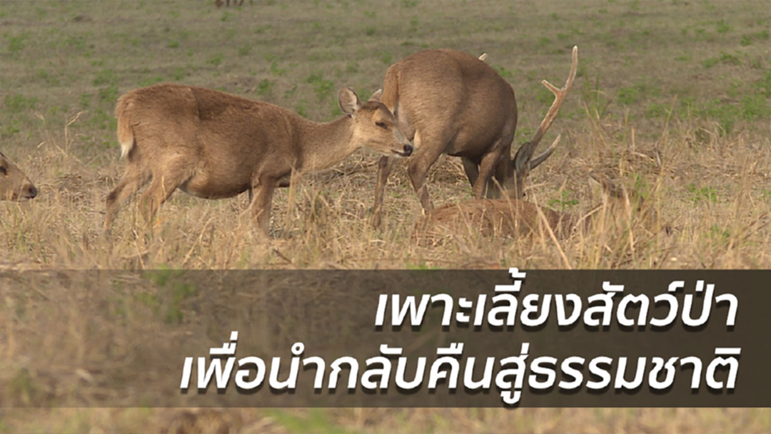 เพาะเลี้ยงสัตว์ป่า เพื่อนำกลับคืนสู่ธรรมชาติ