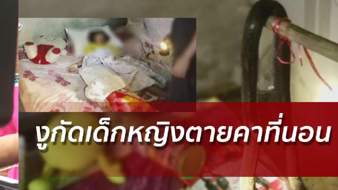 สลด! งูเห่ายาว2เมตรกัดด.ญ.9ขวบ ตายคาที่นอน
