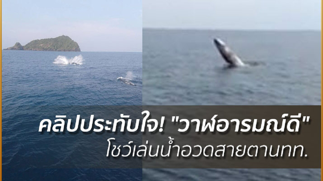 คลิปประทับใจ! "วาฬอารมณ์ดี" โชว์เล่นน้ำอวดสายตานทท.
