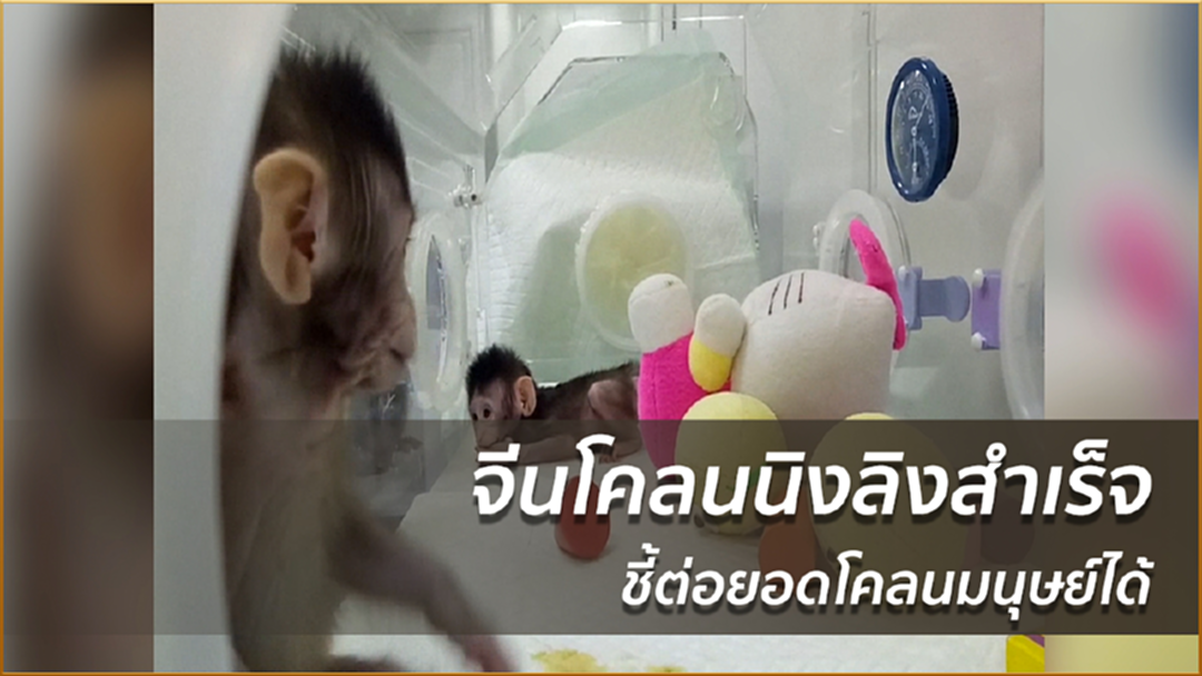 จีนโคลนนิงลิงสำเร็จ ชี้ต่อยอดโคลนมนุษย์ได้