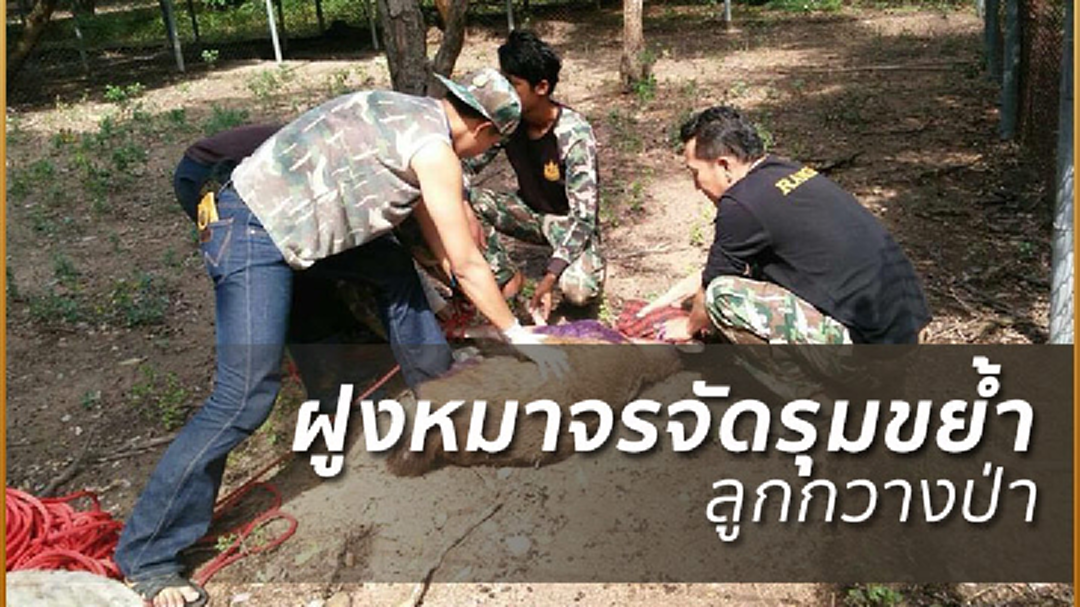 สุดสลด! “ลูกกวางป่า”ถูกฝูงหมาจรจัดรุมขย้ำเลือดสาด