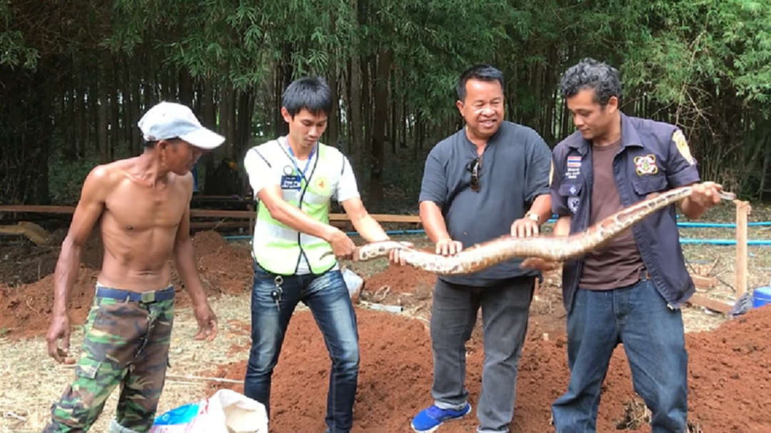ผงะ! ขุดเสาเอกบ้านเจองูหลามขดตัวอยู่ใต้ดิน แห่ตีเลขเด็ด ผงะ! ขุดเสาเอกบ้านเจองูหลามขดตัวอยู่ใต้ดิน แห่ตีเลขเด็ด