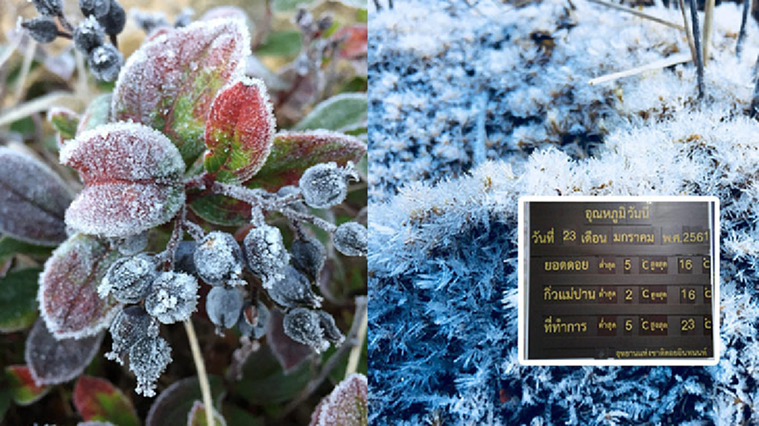 นทท.แห่ชมแน่น! “เหมยขาบ” อวดโฉมยอดดอยอินทนนท์