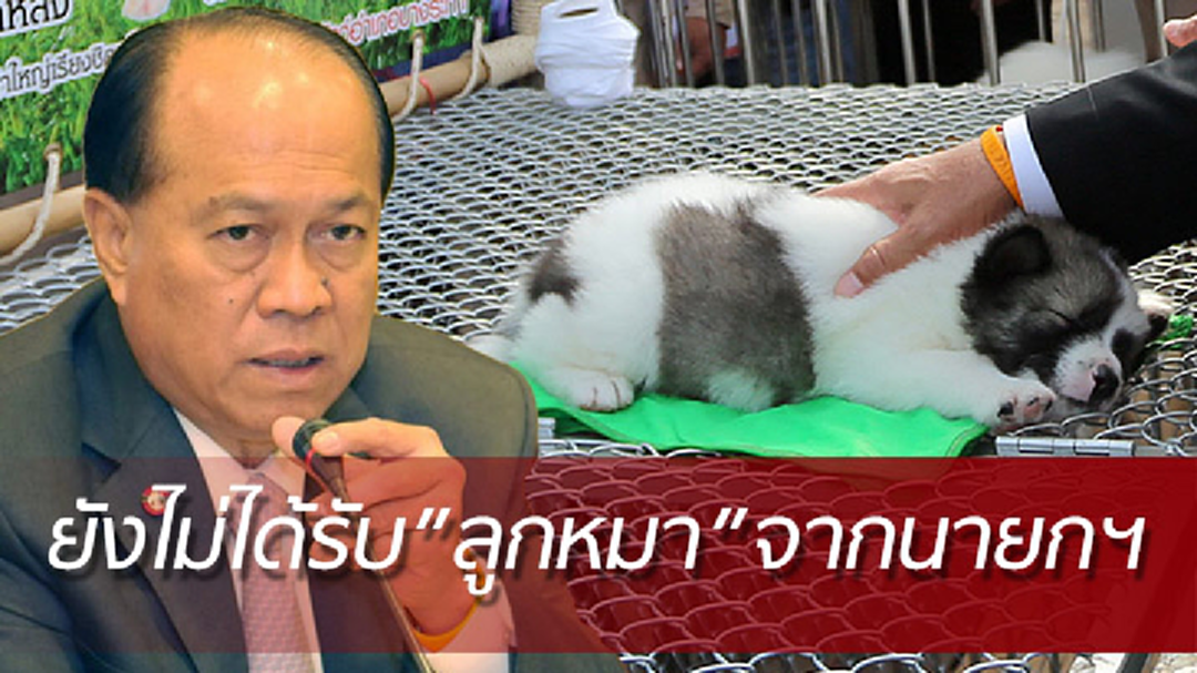 "บิ๊กป๊อก"ยันยังไม่ได้รับลูกสุนัขบางแก้วจากนายกฯ