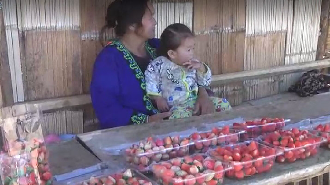 ชนเผ่าหันยึดอาชีพปลูกสตรอว์เบอร์รี่ขาย สร้างรายได้งาม