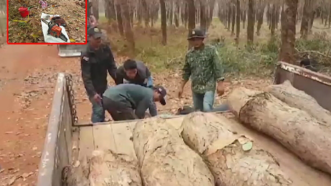สุรินทร์-รวบแก๊งตัดไม้พะยูง ส่งประเทศเพื่อนบ้านมูลค่านับแสนบาท
