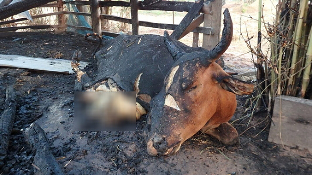สุดอนาถ! วัวถูกไฟคลอก ตายทั้งที่นั่งหลับ