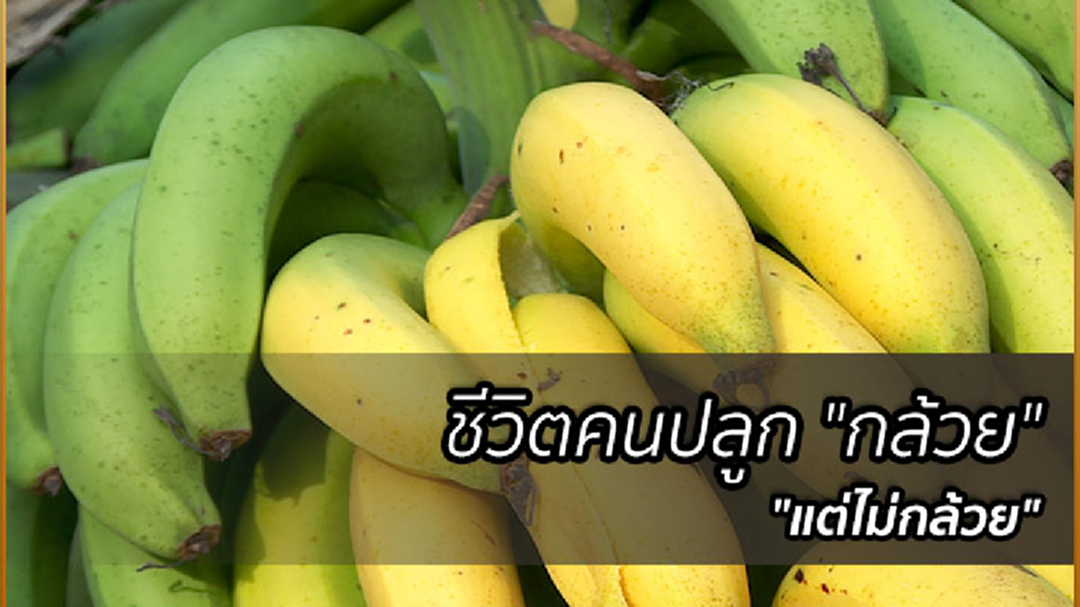 ชีวิตคนปลูกกล้วย แต่ไม่กล้วย