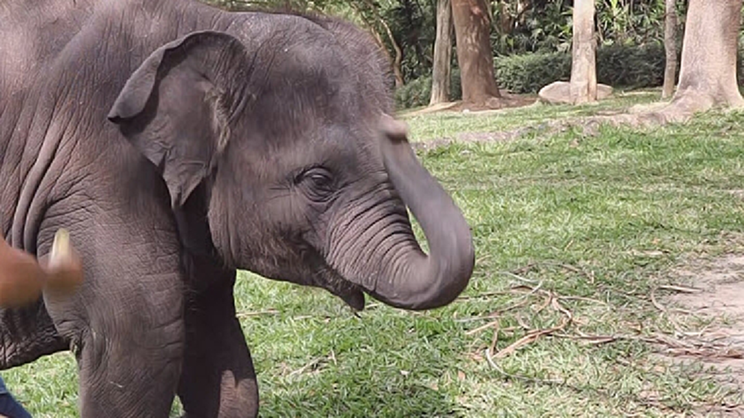 ซุปตาร์ช้างน้อย! "พังน้ำเพชร" เน็ตไอดอลปางช้างแม่สา